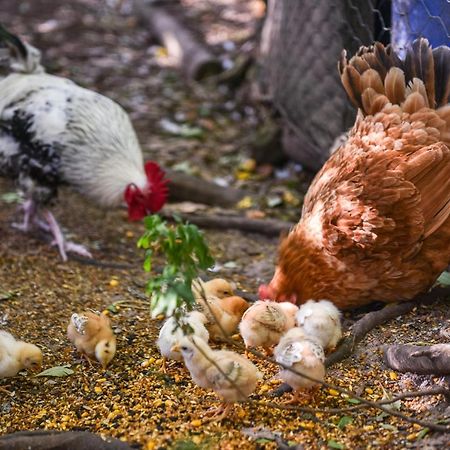 Minimbah Farm Cottages-Family Farmstay- Choose From 2 & 3 Bedroom Cottages And 6 Bedroom House Kangaroo Valley Kültér fotó