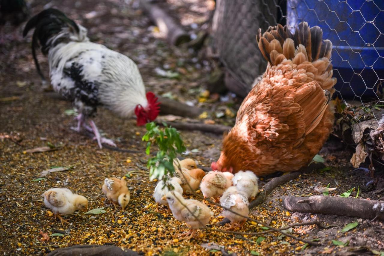 Minimbah Farm Cottages-Family Farmstay- Choose From 2 & 3 Bedroom Cottages And 6 Bedroom House Kangaroo Valley Kültér fotó
